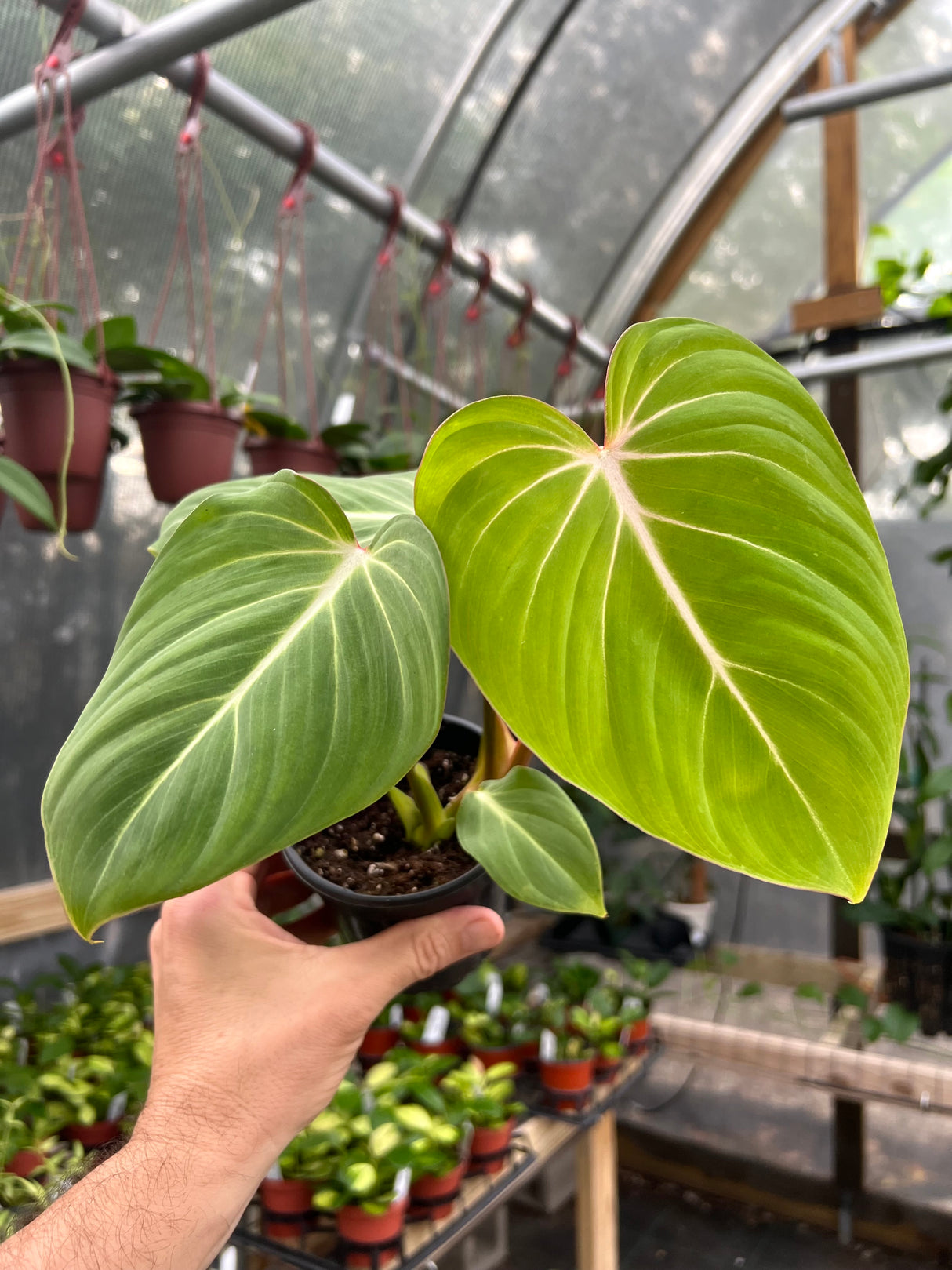 4" Philodendron gloriosum