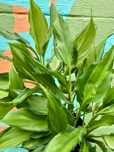 6" Aglaonema spathonema