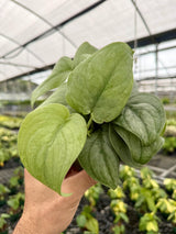 4” Scindapsus ‘Silver Hero’