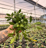 4" Hoya DS-70 variegated - Canopy Plant Co.