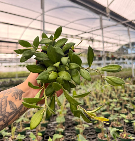 4" Hoya DS-70 variegated - Canopy Plant Co.