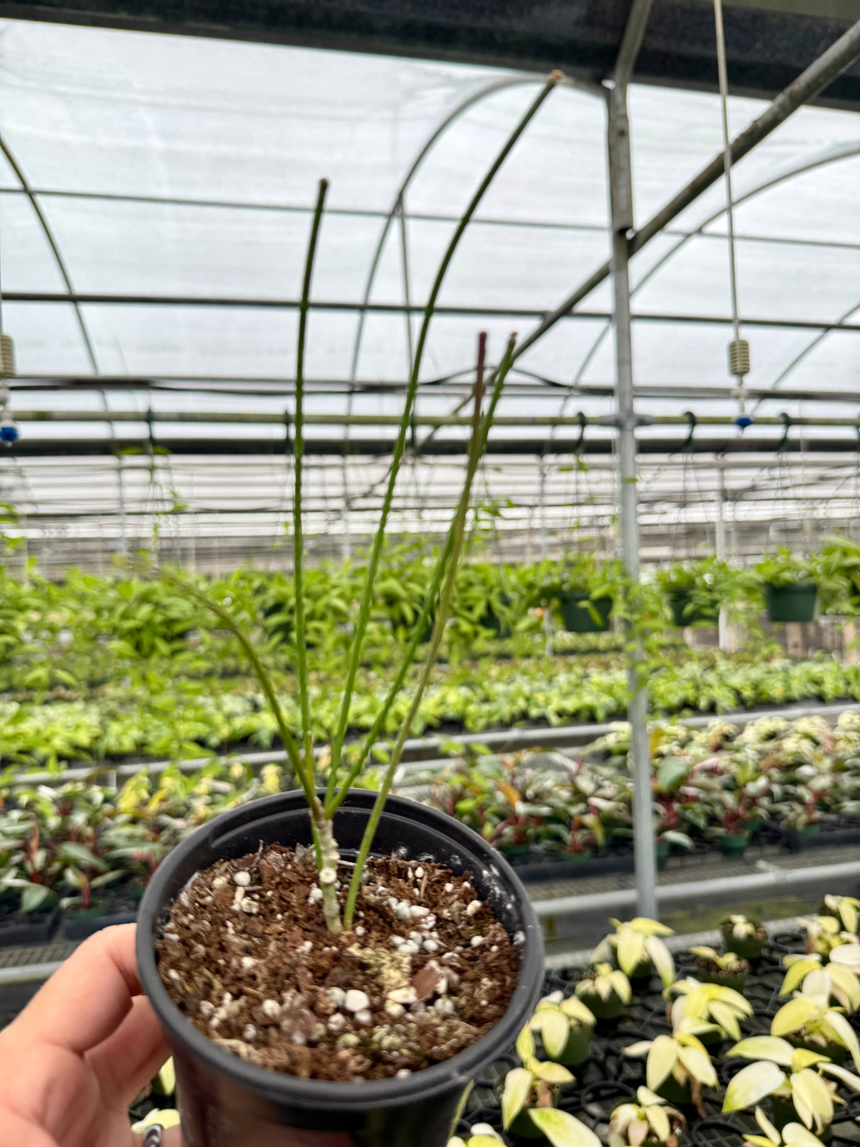 4” Hoya spartioides