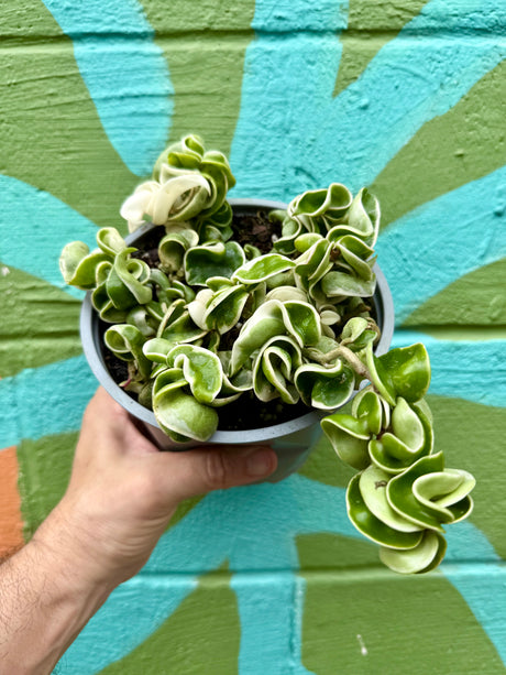 6" Hoya compacta variegated 'Rope' - Canopy Plant Co.
