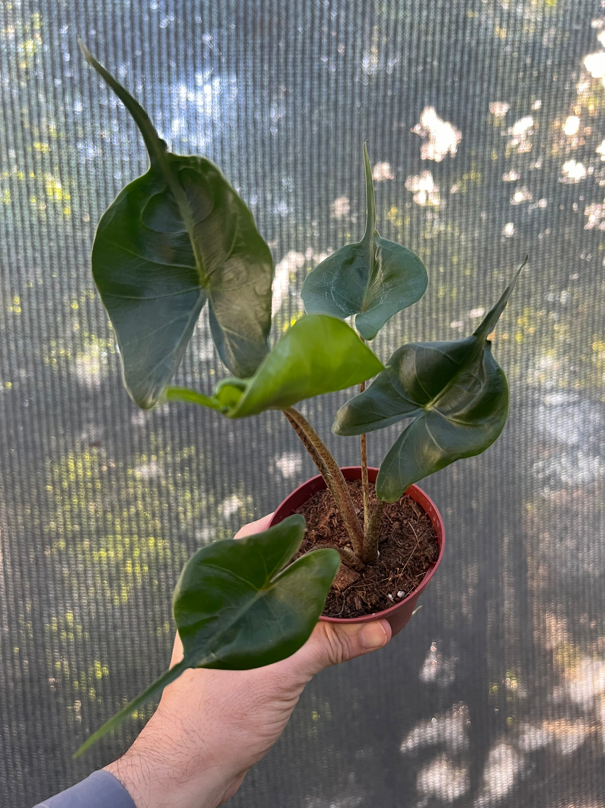 4" Alocasia Stingray