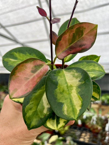 4" Hoya Lisa (variegated Australis)