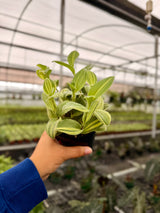 4" Tradescantia ‘Sillamontana' variegated