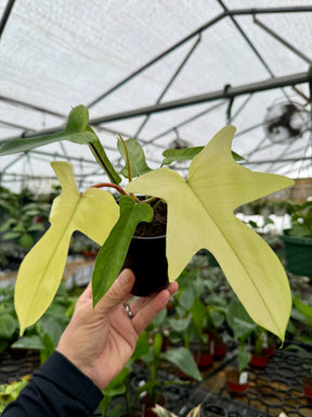 4” Philodendron ‘Florida Ghost’ - Canopy Plant Co.