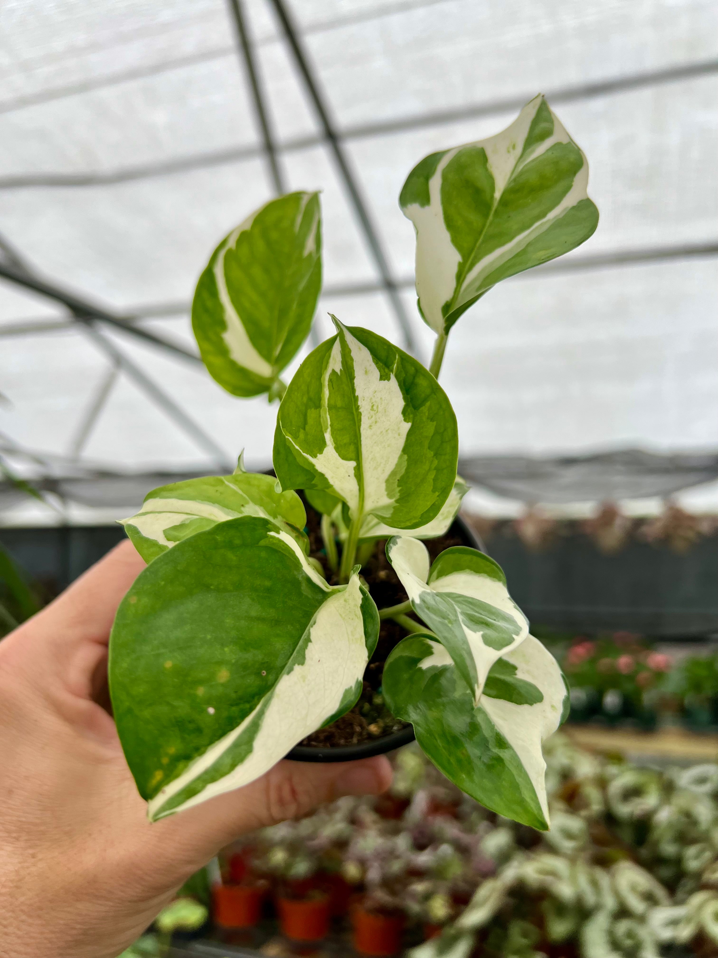 euphorbia guillauminiana《L size》極白肌株※現地球発根後店主