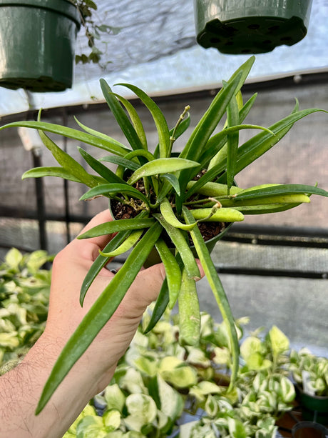 4" Hoya shepherdii