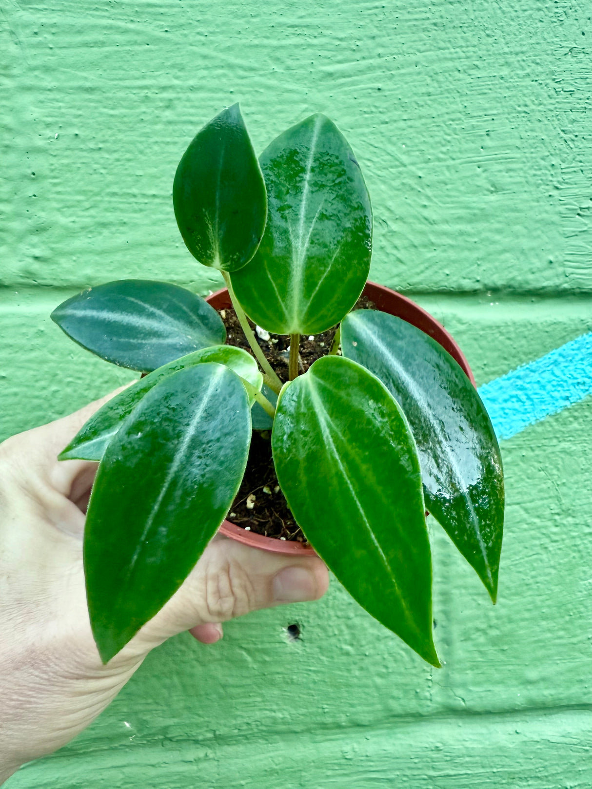 4" Peperomia maculosa