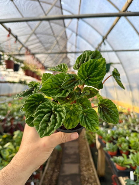 4" Peperomia 'Emerald Ripples' - Canopy Plant Co.