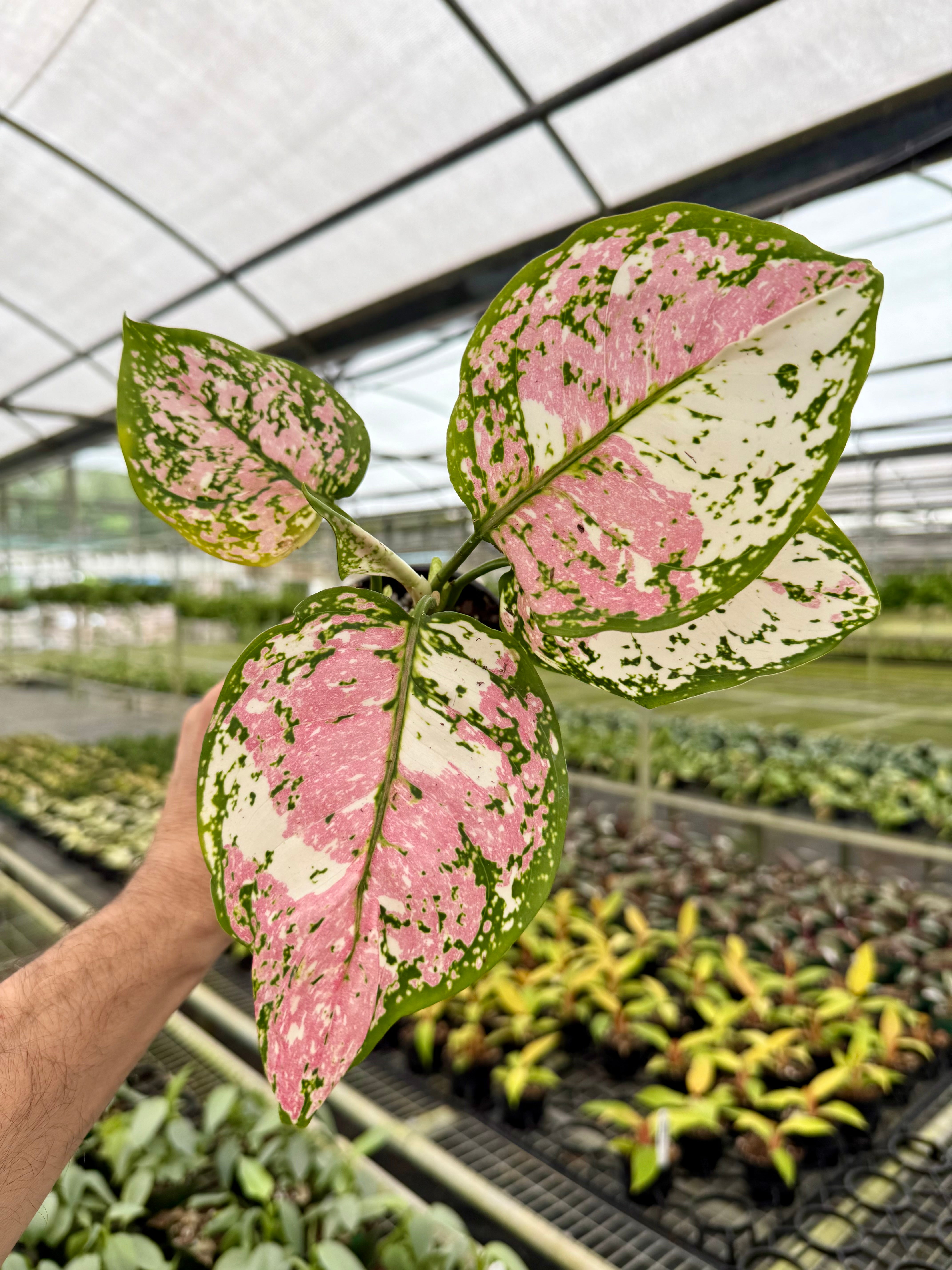 Canopy Plant Co. Aglaonema Kumkoon - Thumbnail 3