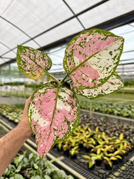 4” Aglaonema tricolor 'Anyamanee'
