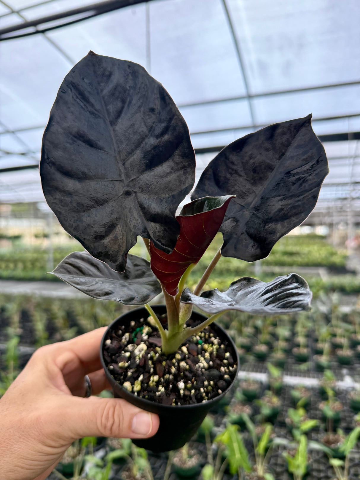 4” Alocasia infernalis