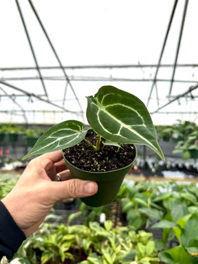 4" Anthurium forgetii - Canopy Plant Co.