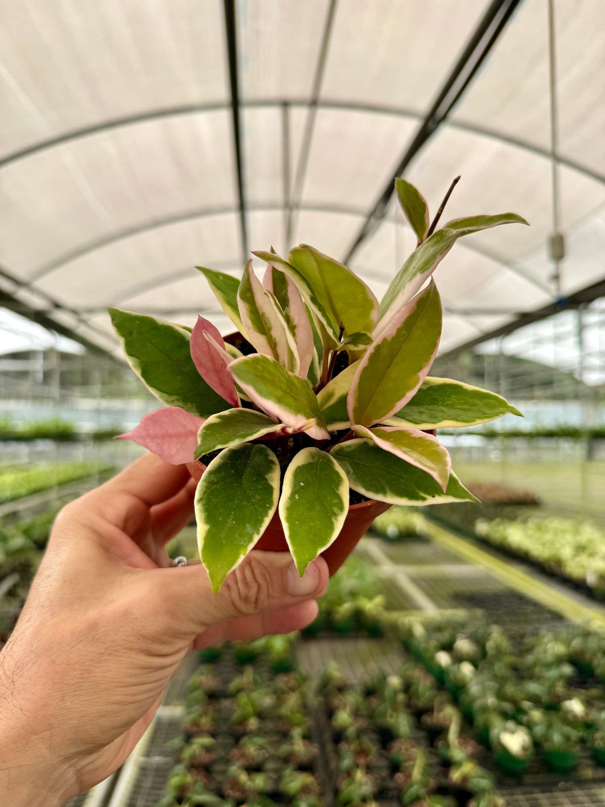 4” Hoya 'Flamingo Dream'