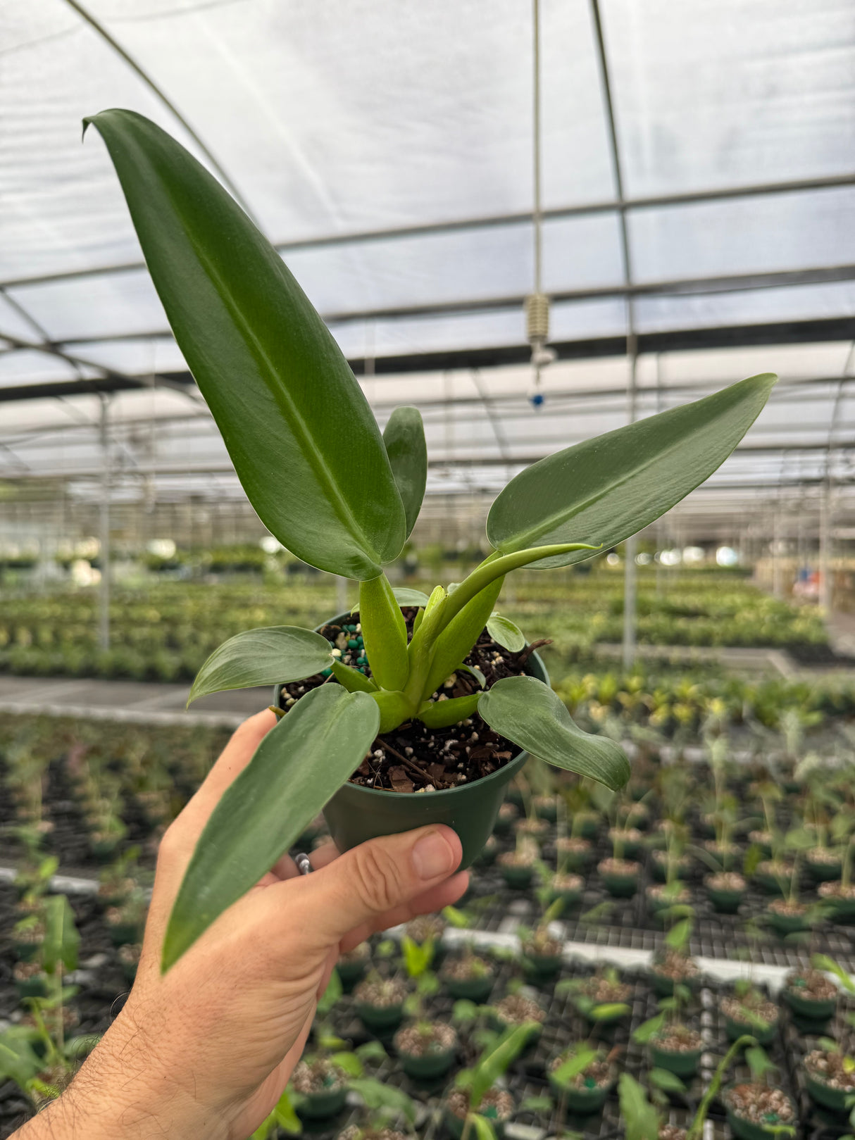 4" Philodendron martianum ‘Fat Boy’