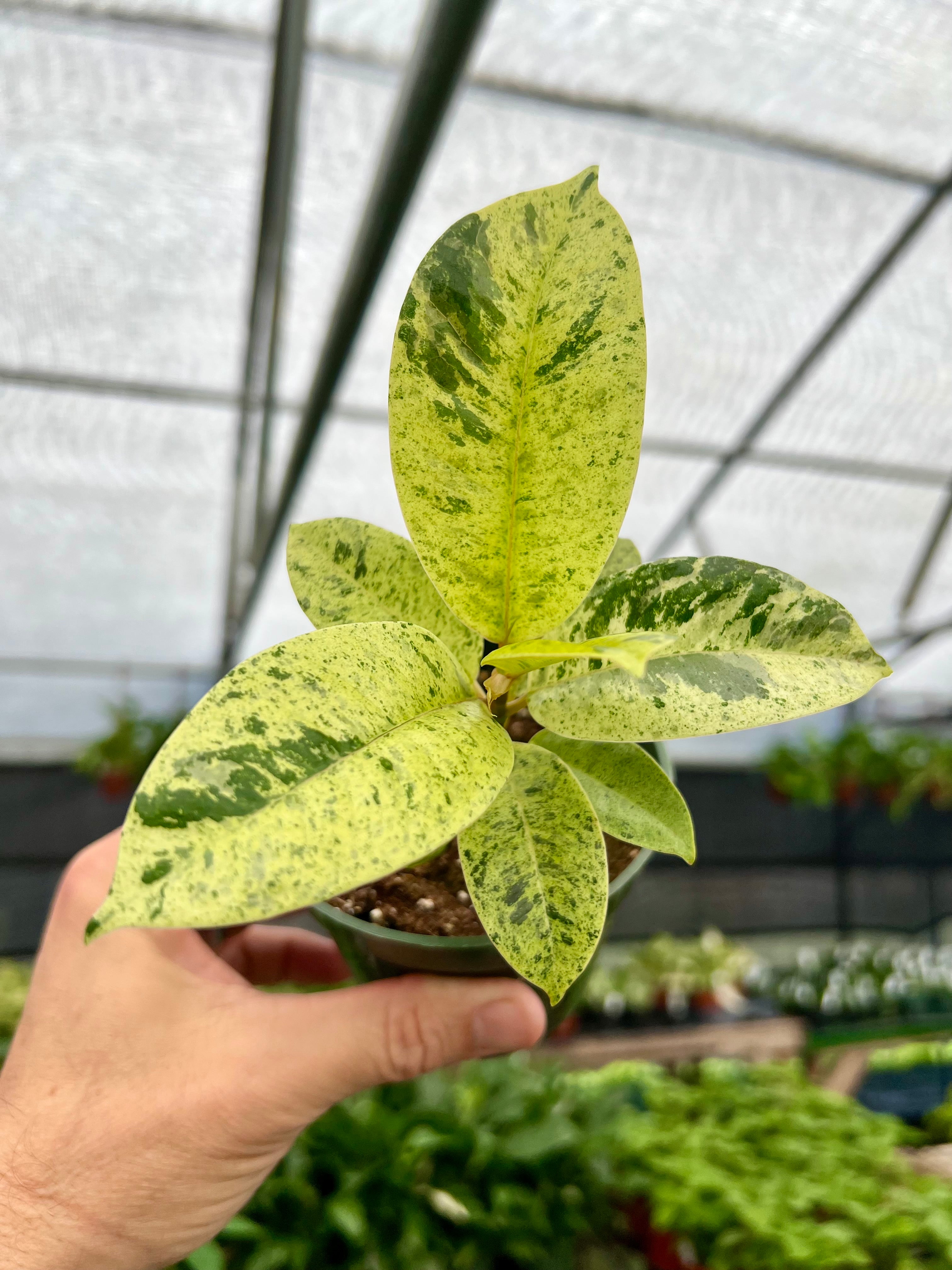 Products – Page 10 – Canopy Plant Co.