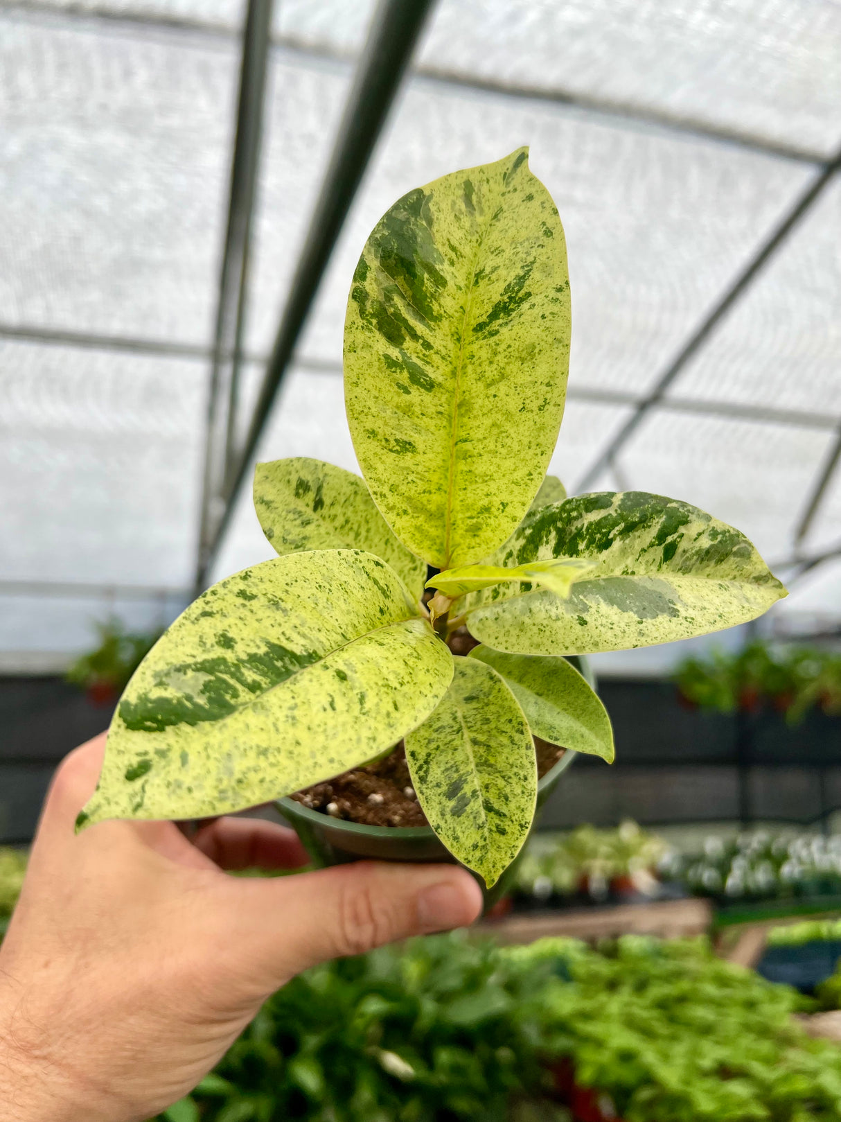 4" Ficus shivereana 'Moonshine'