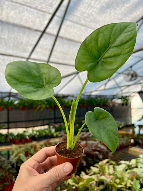 2” Alocasia 'Lukiwan'