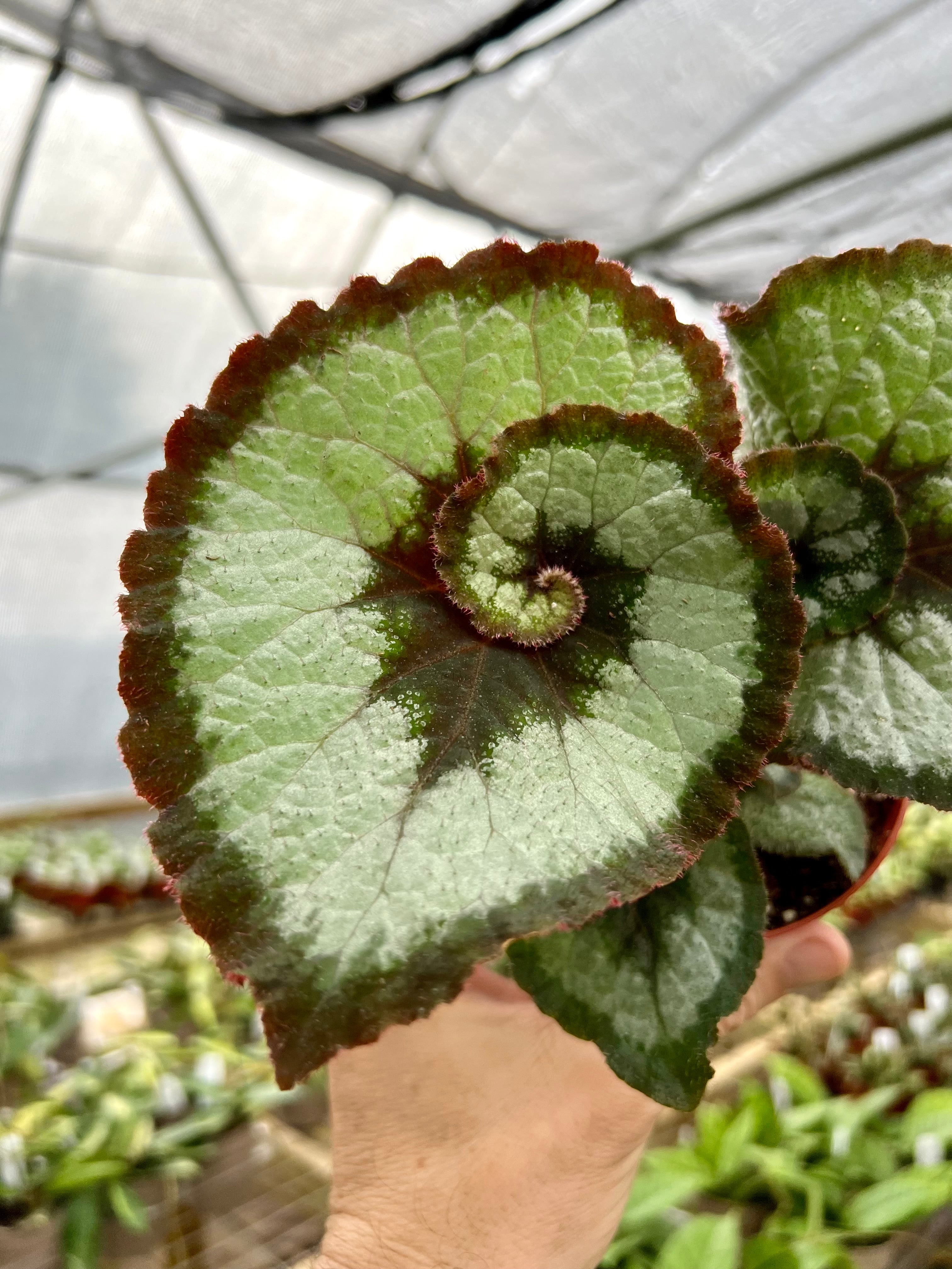 Products – Page 7 – Canopy Plant Co.