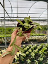 4" Hoya sigillatis