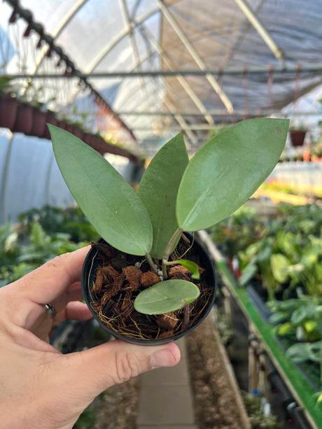 3" Hoya Silver Dollar