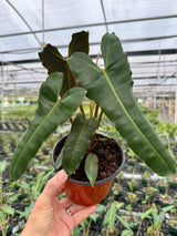 6” Philodendron billietiae 'Black'
