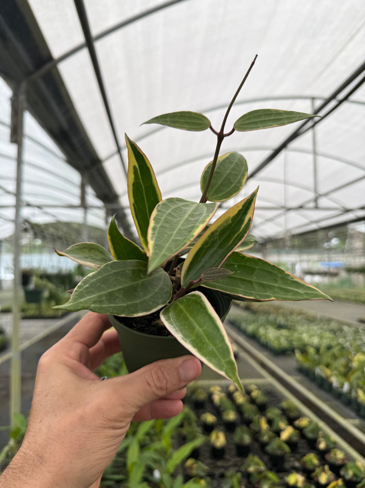 4" Hoya latifolia (macrophylla) variegated