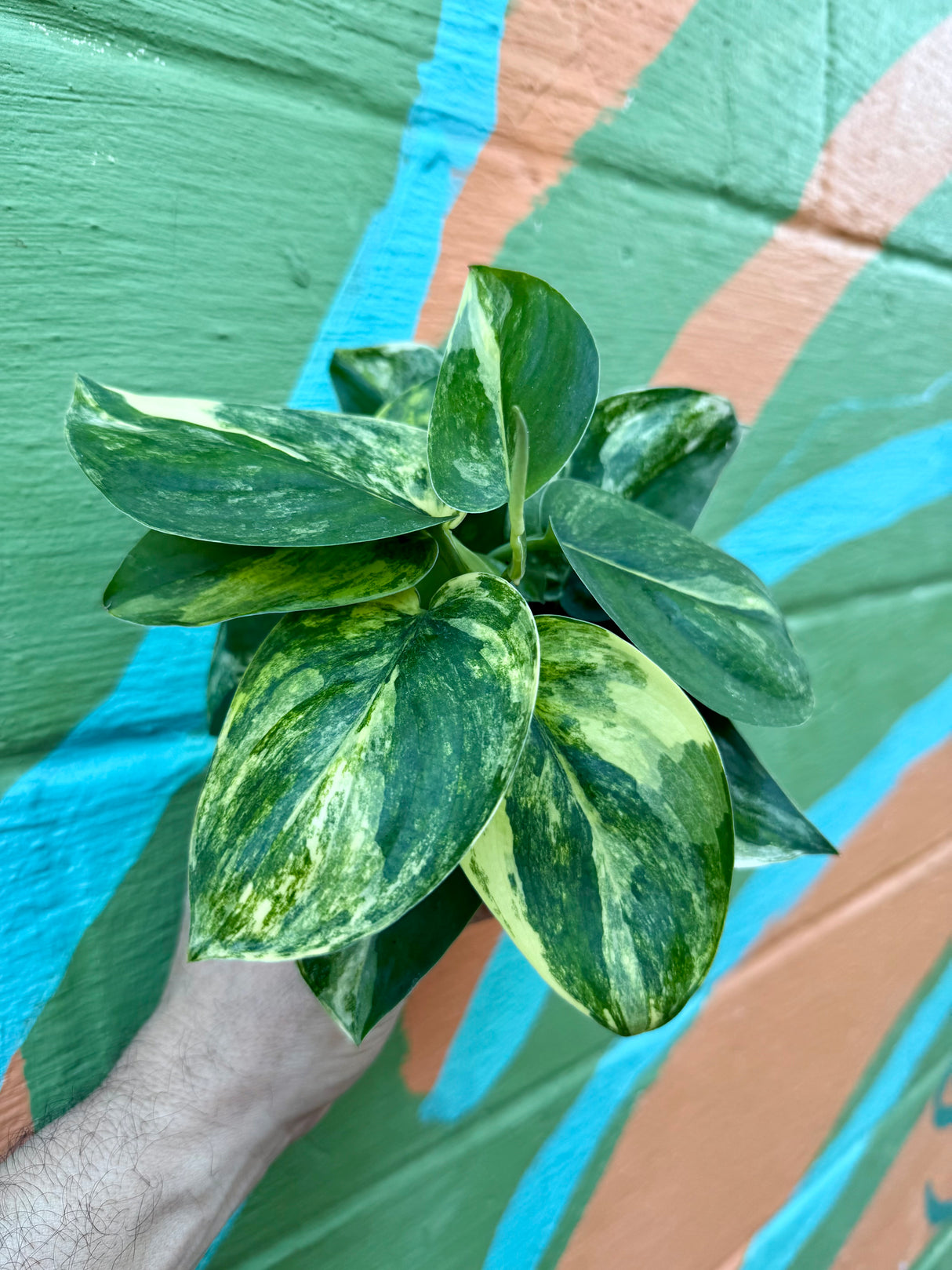 4" Scindapsus 'Jade Satin' variegated