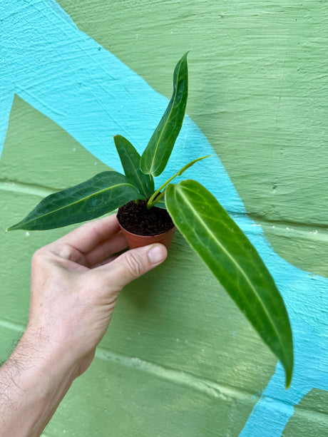 2” Anthurium warocqueanum