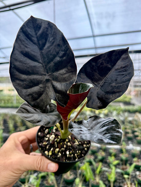 4” Alocasia infernalis