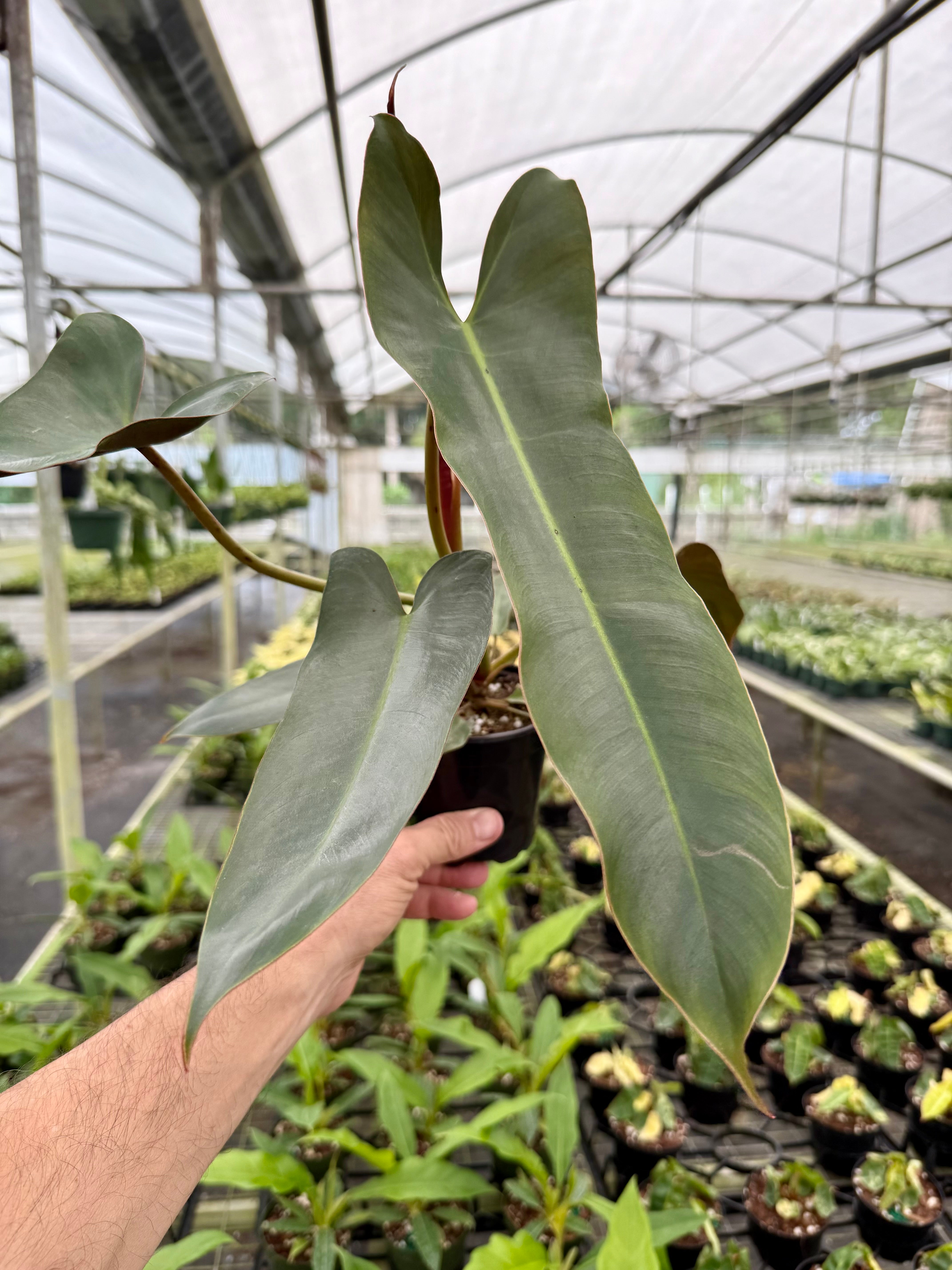 Canopy Plant Co. Philodendron Red Anderson - Thumbnail 3