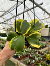 4" Hoya kerrii outer variegated hanging basket
