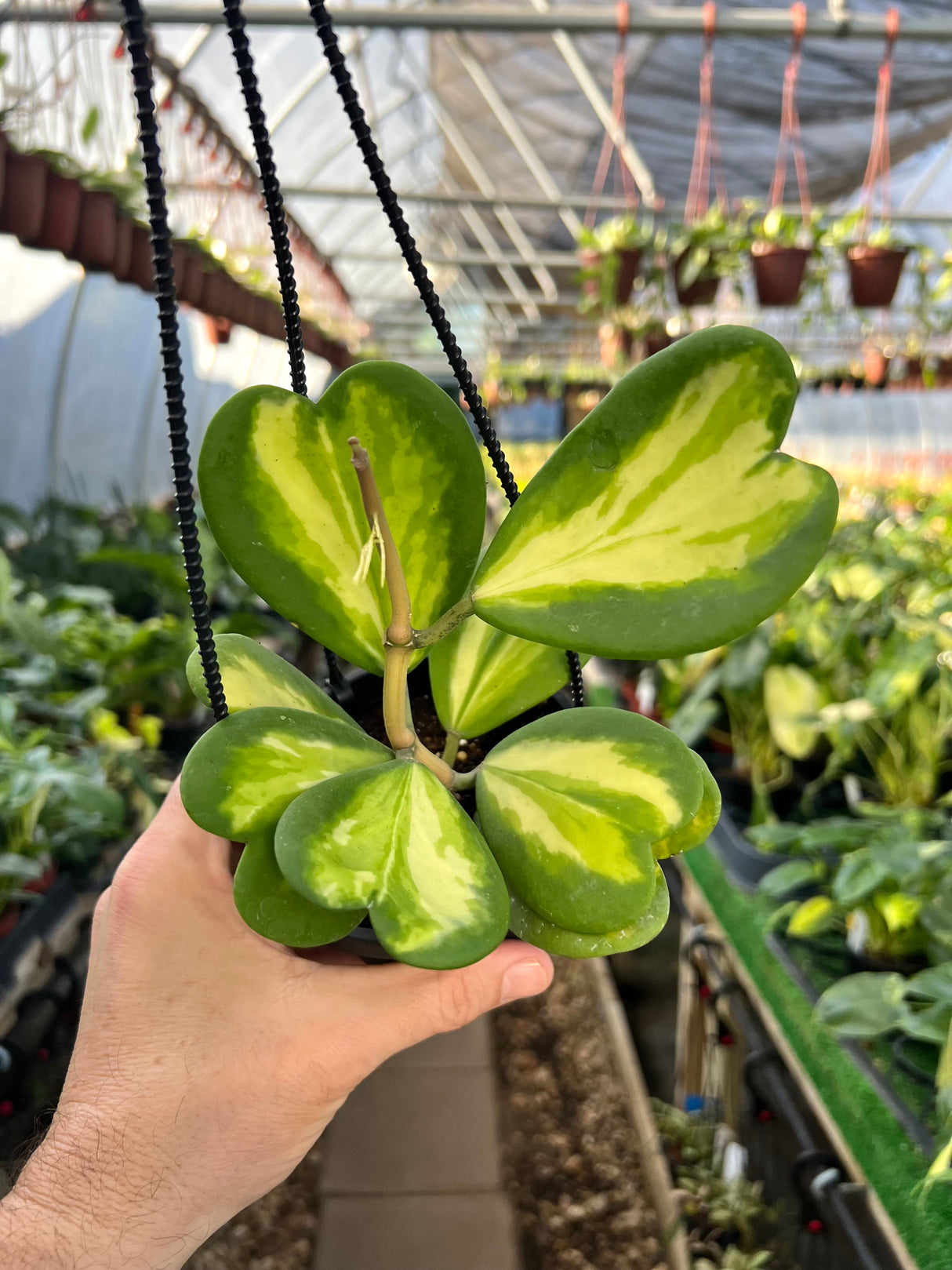 4” Hoya kerrii inner variegated hanging basket