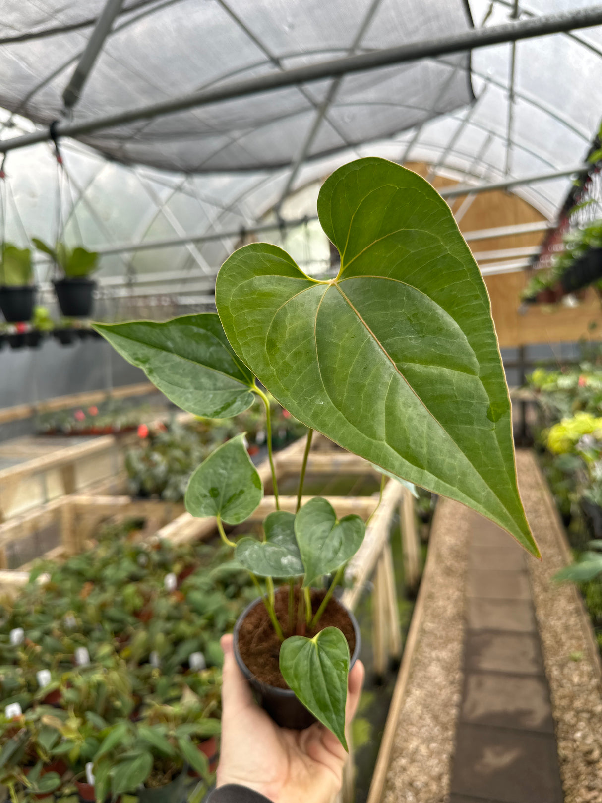 4" Anthurium decipiens