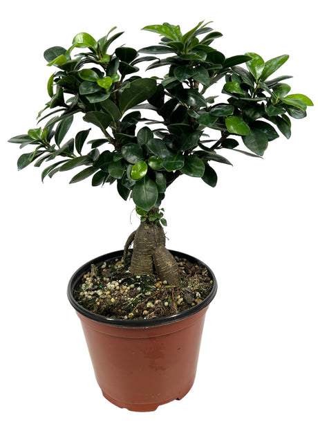 6" Ficus ginseng (Bonsai)