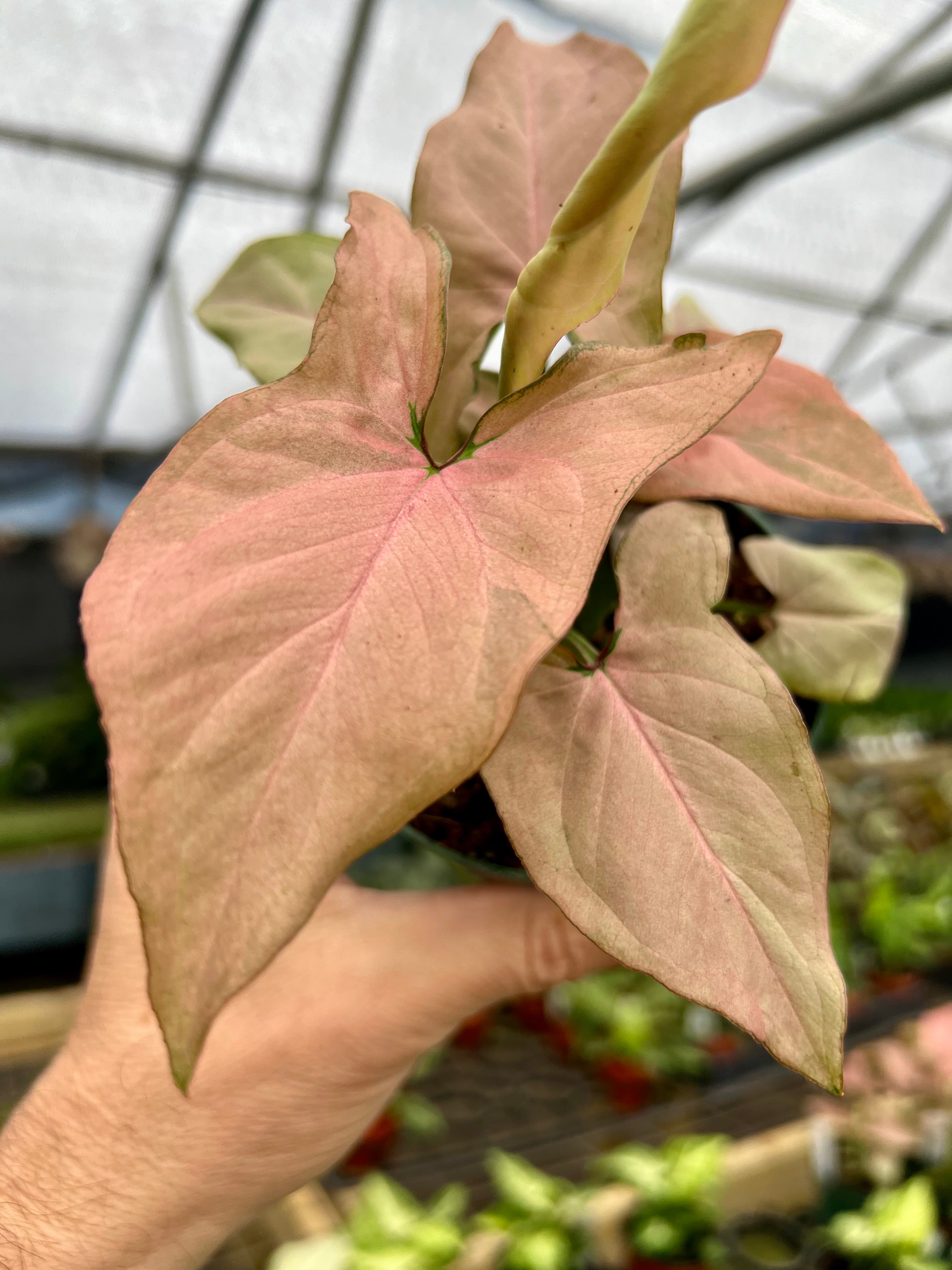 All Plants – Page 9 – Canopy Plant Co.