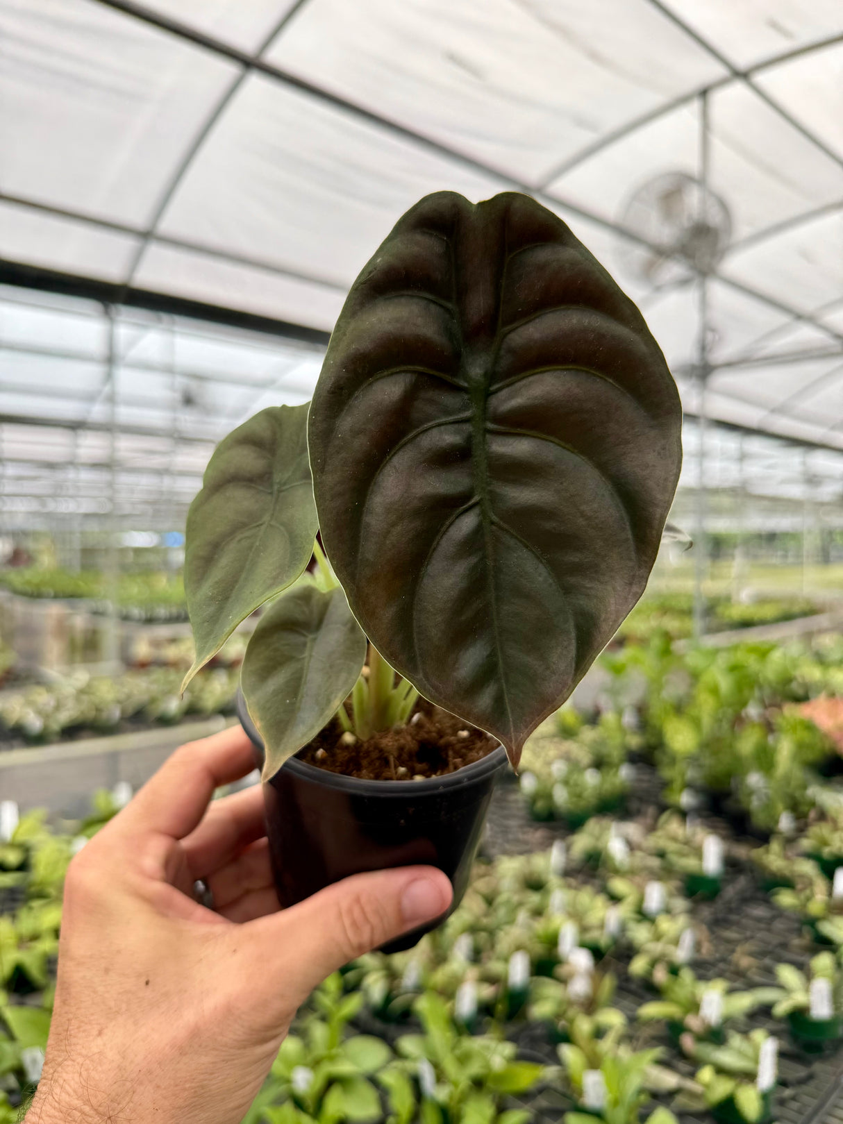 4" Alocasia cuprea 'Red Secret'