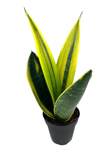 4” Sansevieria Golden Flame