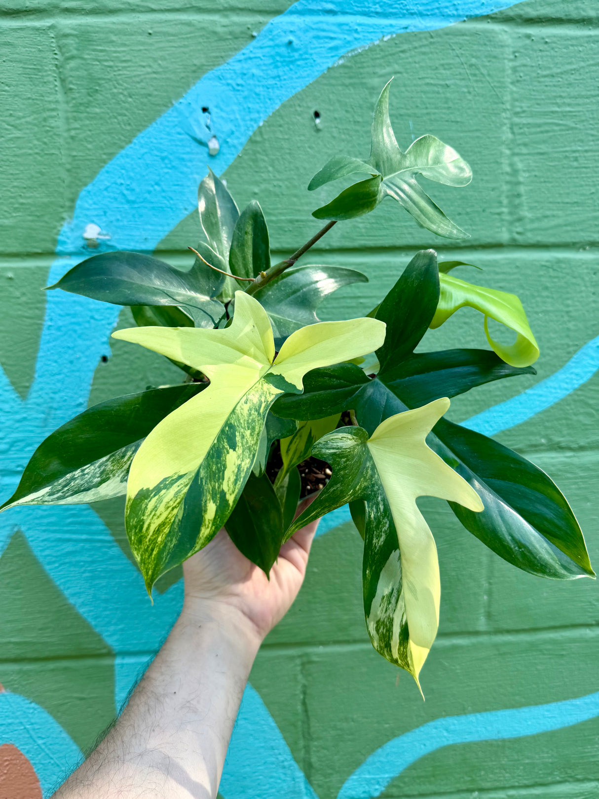 6” Philodendron Florida Beauty - Canopy Plant Co.