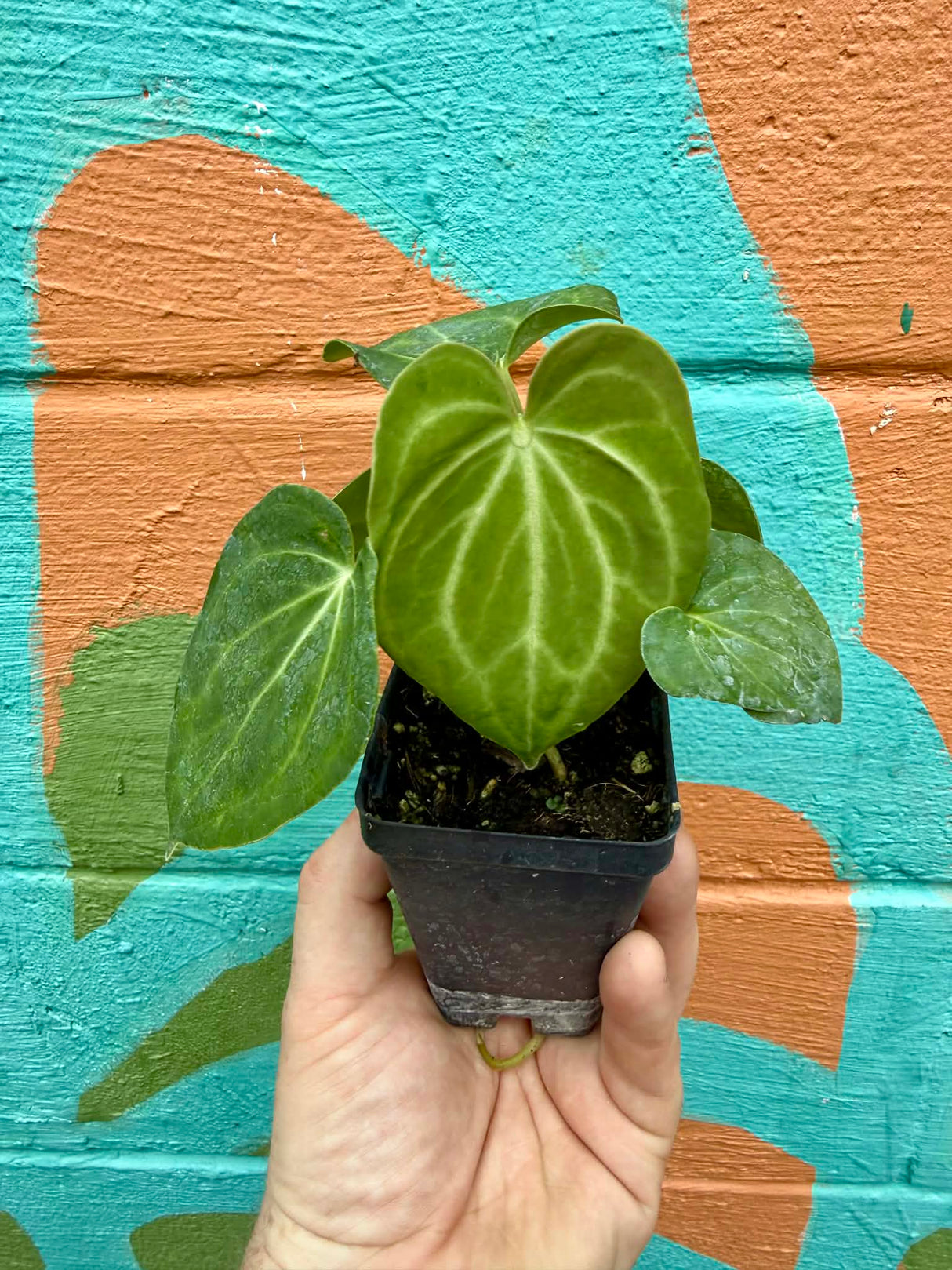 3.5" Anthurium 'King of Clarinervium' x 'Silver Tiger' - Canopy Plant Co.