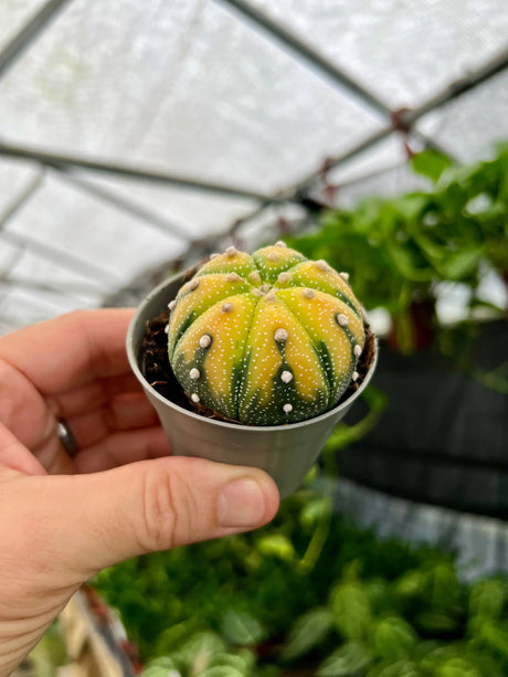 2.5" Astrophytum asterias 'Sand Dollar' -  Canopy Plant Co.