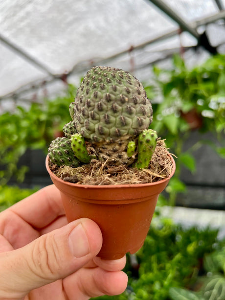 2.5" Sulcorebutia rauschii -  Canopy Plant Co.