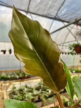 4" Philodendron Pluto ‘Choco Empress’