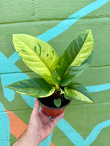 6" Anthurium hookeri variegated