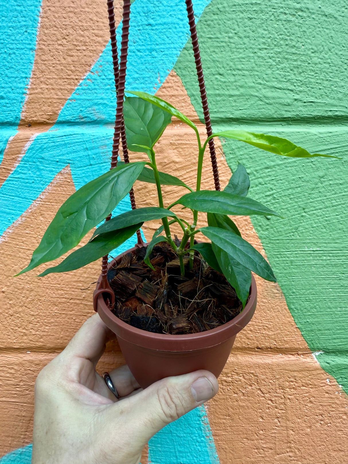 4” Hoya decipulae hanging basket