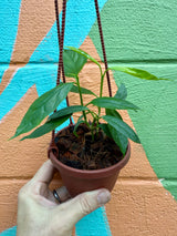 4” Hoya decipulae hanging basket