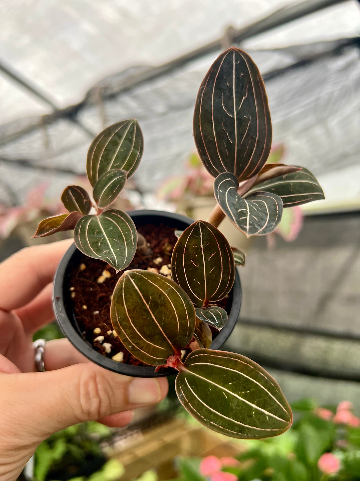 3" Ludisia discolor 'Black Jewel Orchid'