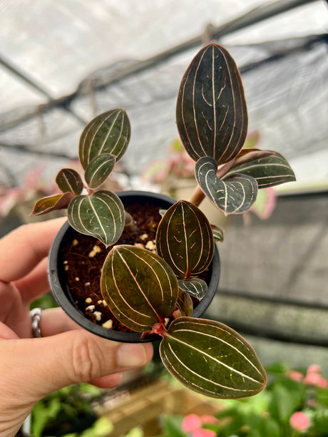 3" Ludisia discolor 'Black Jewel Orchid'